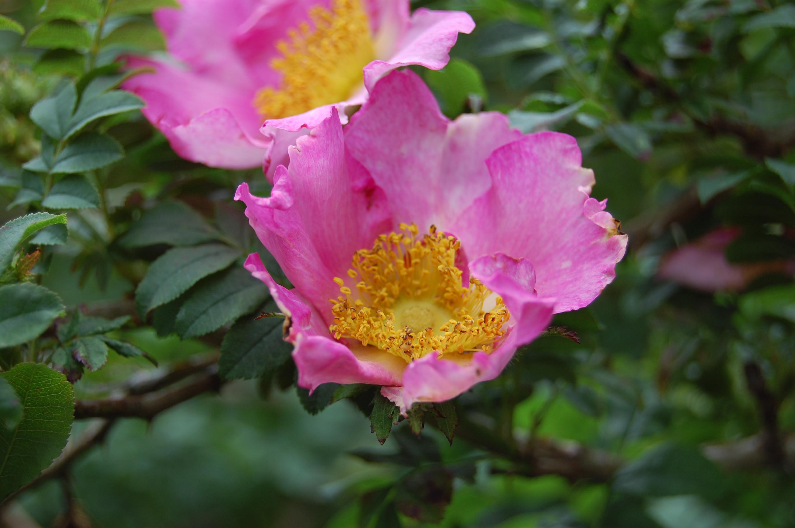 【花名册】送春归,十六夜蔷薇 - 知乎