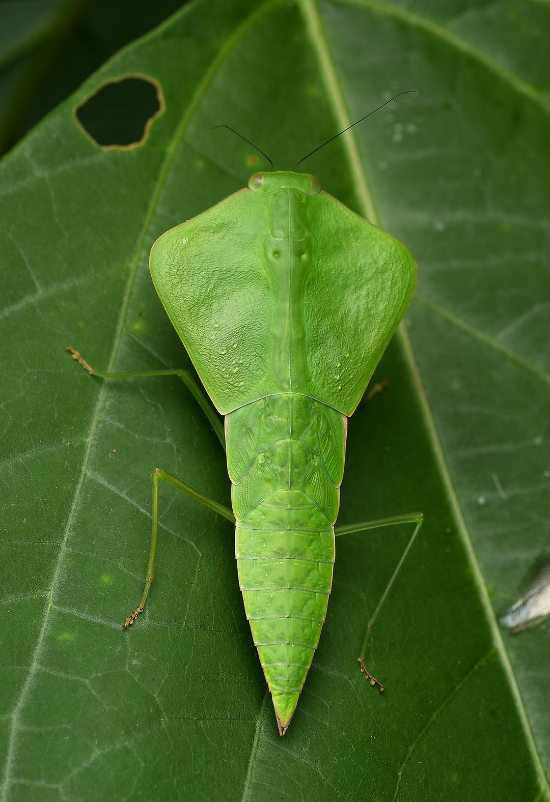 而这只叶背螳的若虫, 也为我在哥斯达黎加雨林的第一天完美的画上了