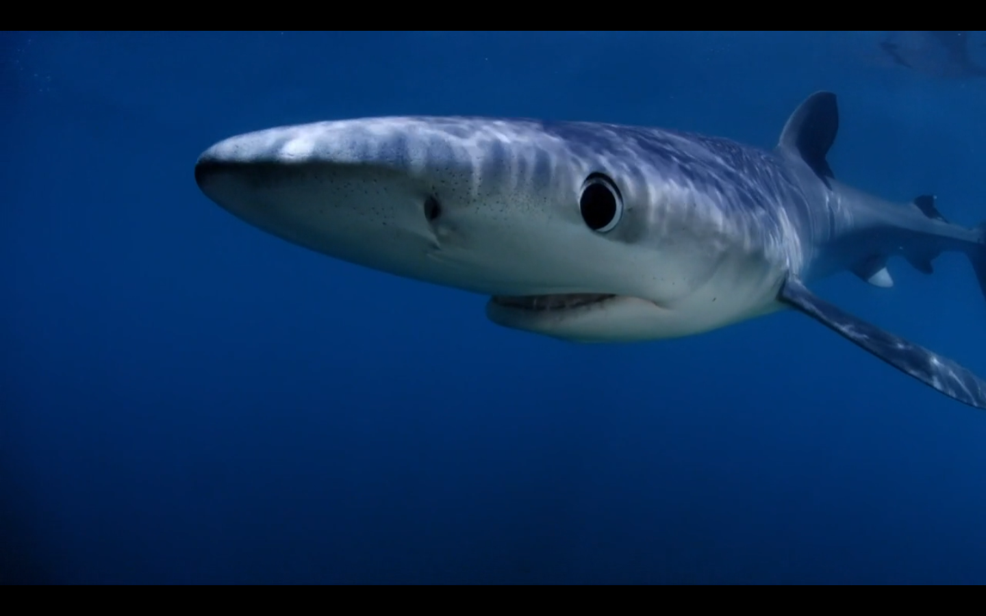 鲨鱼图片_海洋生物_生物世界_图行天下图库