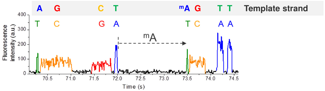 PacBio三代测序助力哺乳动物细胞新型碱基修饰(m6A)的发现 - 知乎