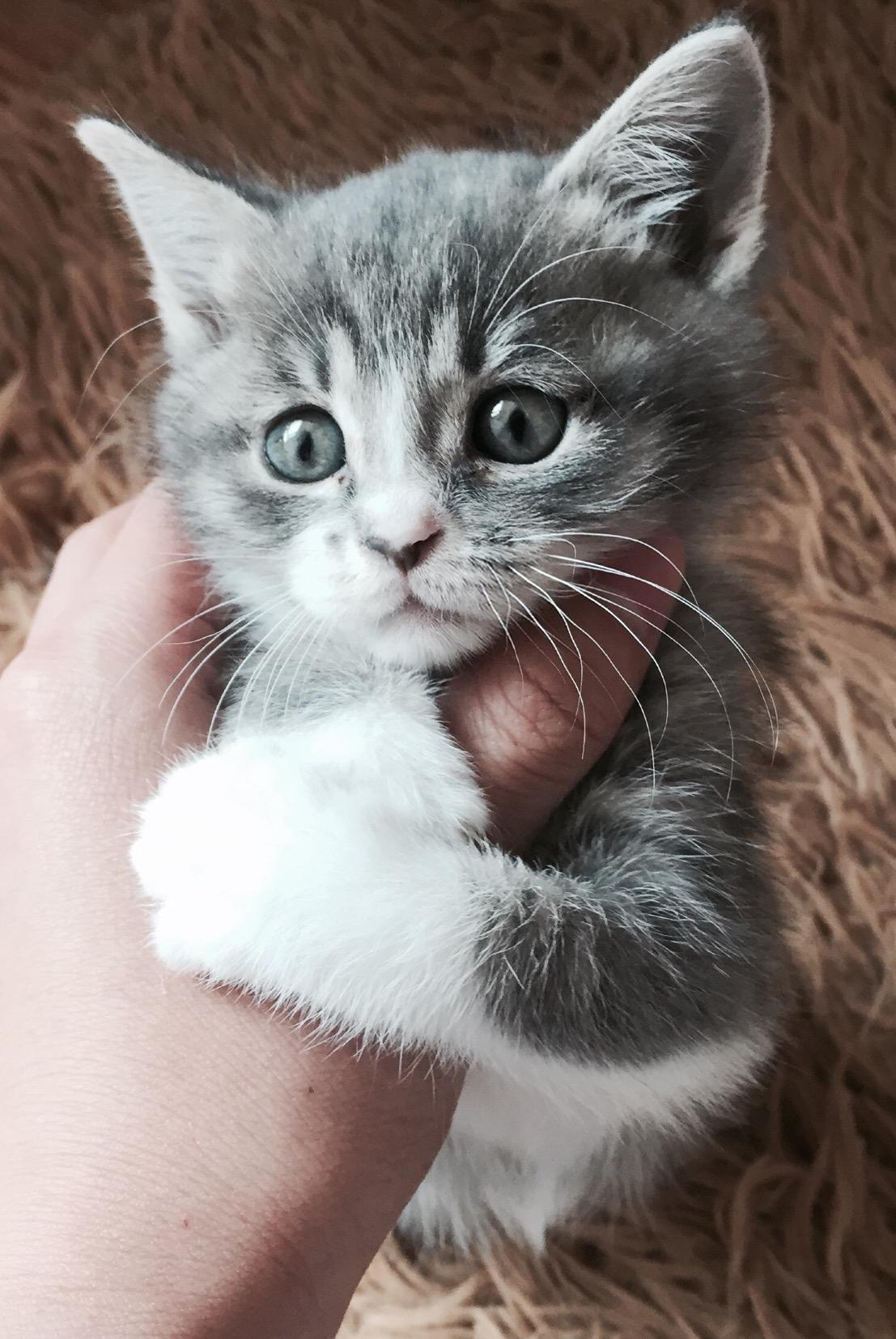 中华田园猫的颜值可以多高? - 造句子的回答