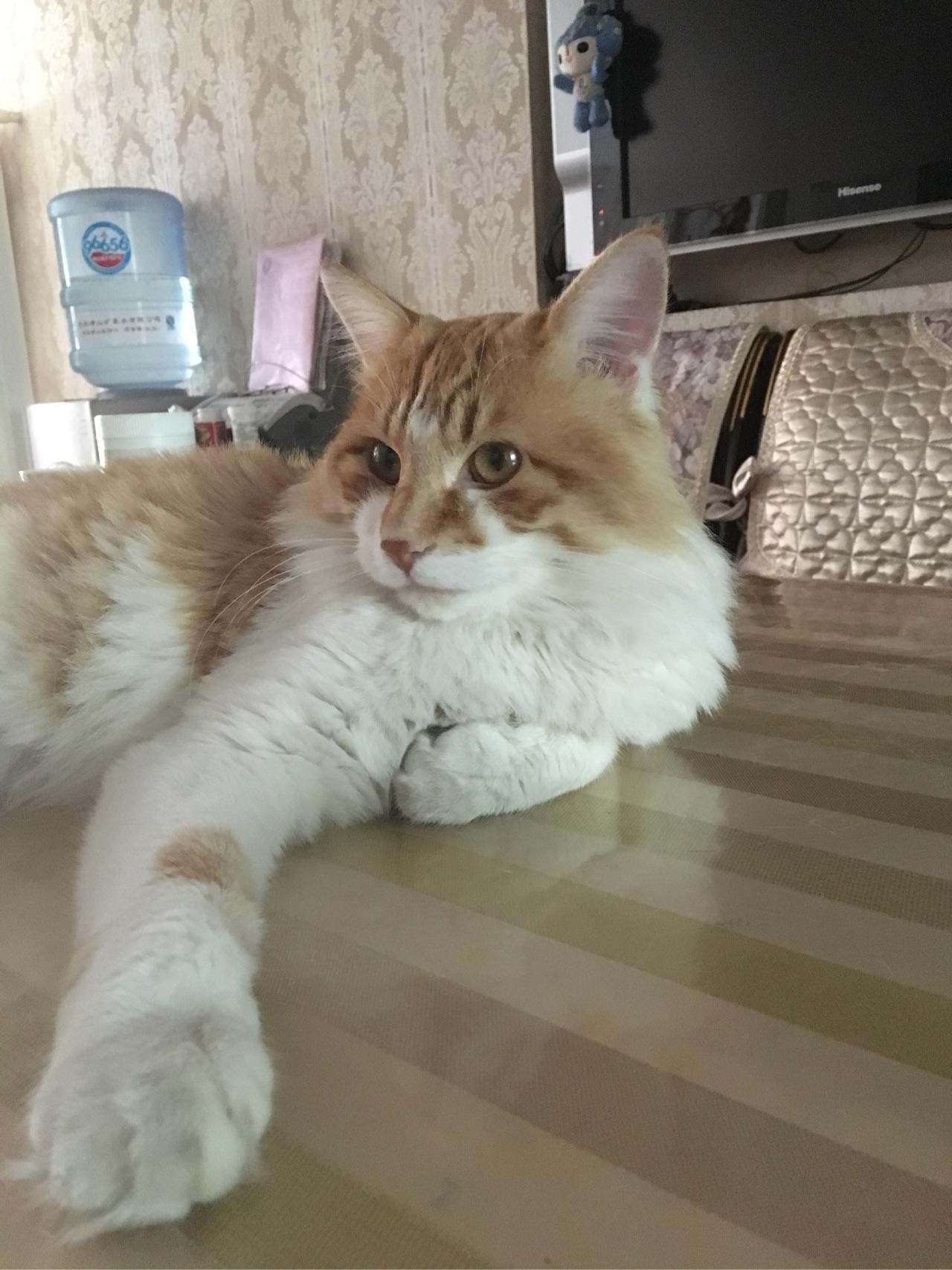 给猫吃什么好?猫粮?进口?国产?猫饭? - 喵纳斯