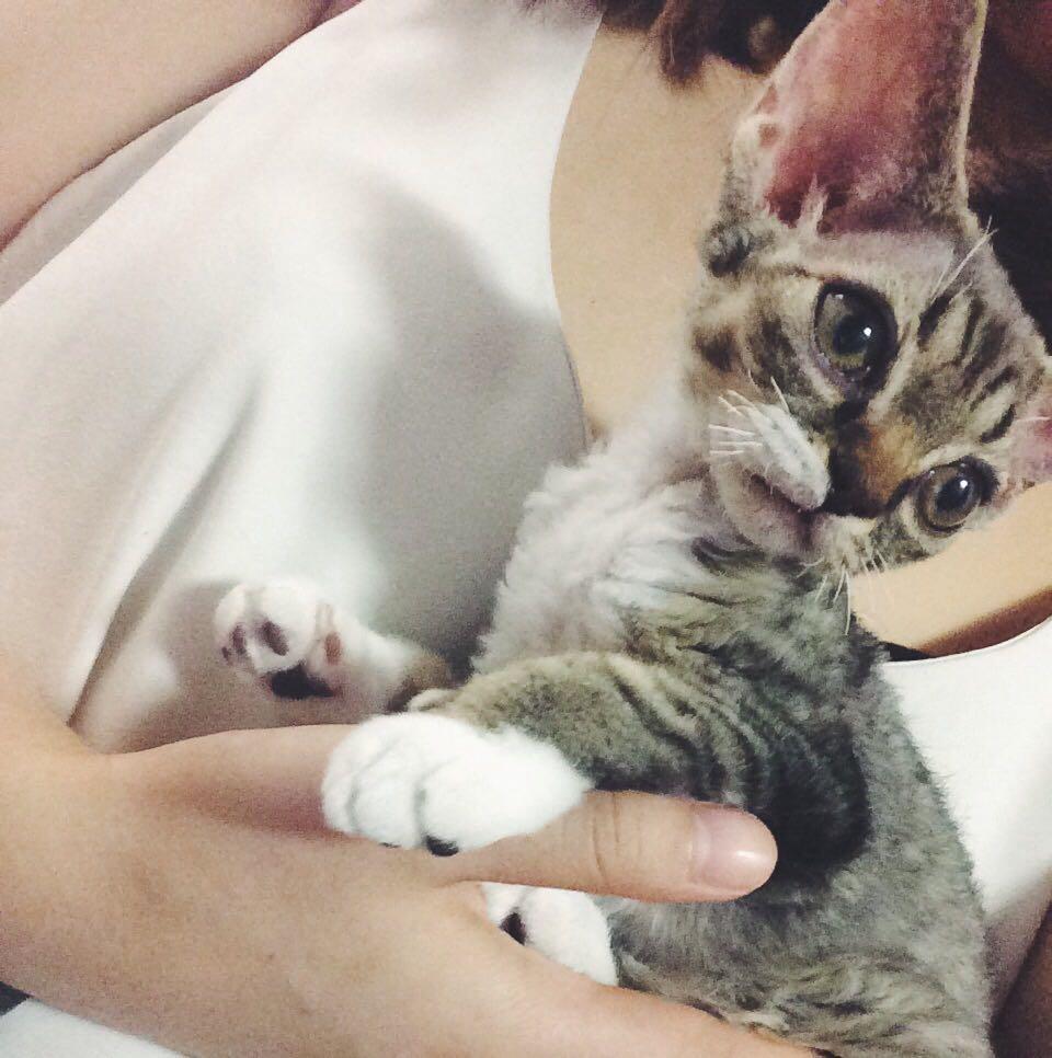 如何拥有一只黏人的小猫咪 38402fdf41c40e045babd8a8e233b500_r.jpg