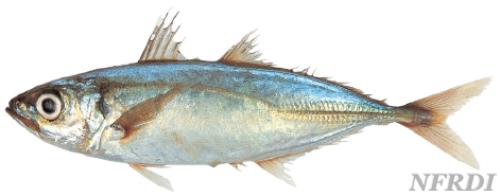 一种海鱼,用海南话叫"灯光鱼"很好吃,但是有季节性,现在在深圳想找