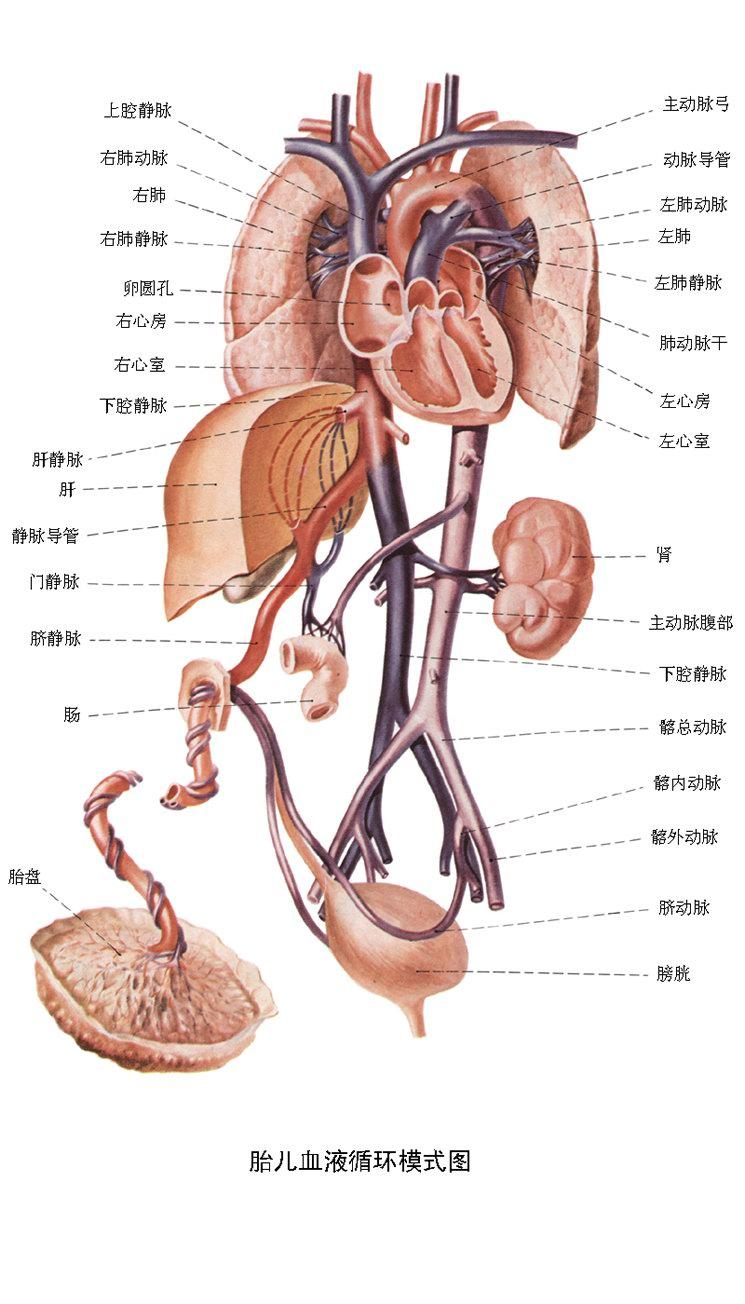 关注问题 67 写回答 登录/注册 生理学 人体的肚脐眼有什么用?