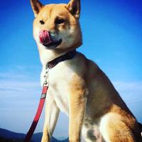 Zhihu profile picture for @marines