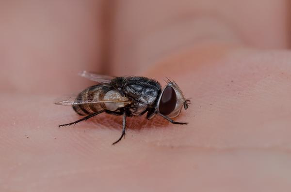 行船笔记趣虫2蜂麻蝇