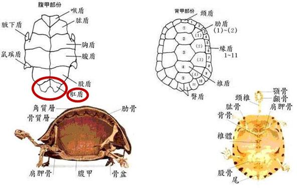 乌龟的组成部分结构图图片