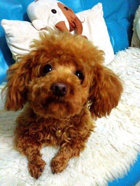 养狗人士常说「我家的狗不咬人」是一种什么心