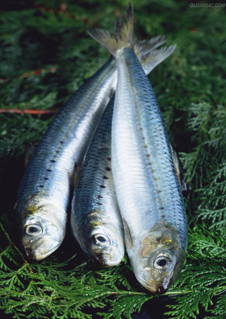 鲱鱼是一种什么样的鱼