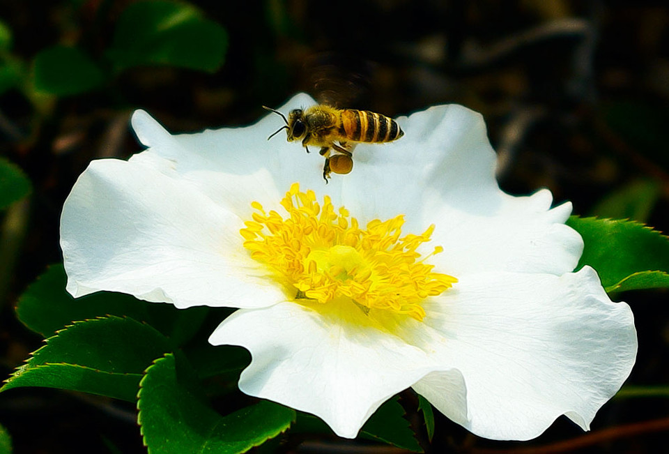 小时候见过蜜蜂提着小篮子? - 知乎