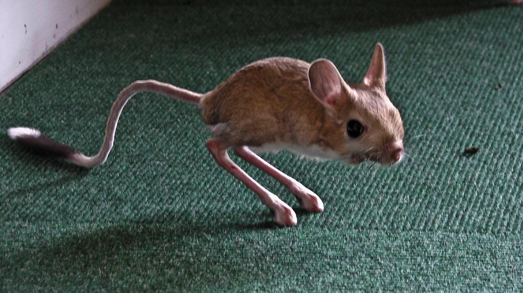 《奇幻森林》中的大耳朵像小老鼠一样的动物是什么? - 知乎