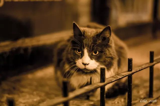 为什么耶路撒冷是三教圣城?