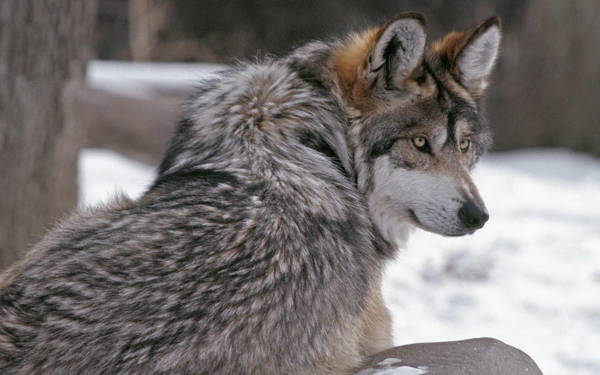 所谓的"鹰视狼顾",到底是一种怎么样的眼神或者姿势?