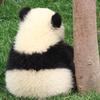 吴熊猫