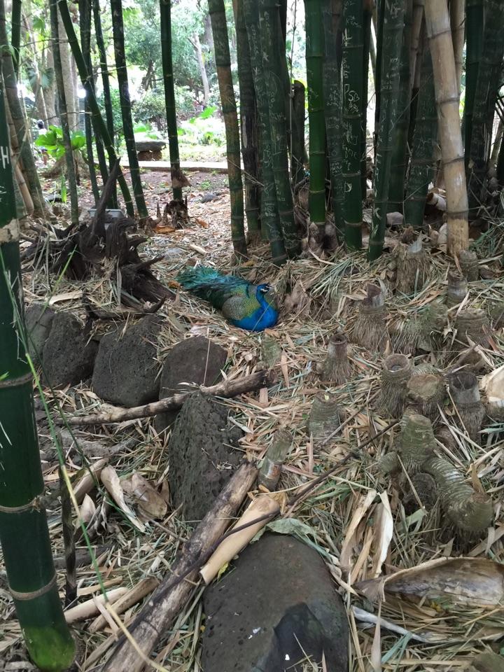 度蜜月选哪个国家比较好?比如:塞班、毛里求斯