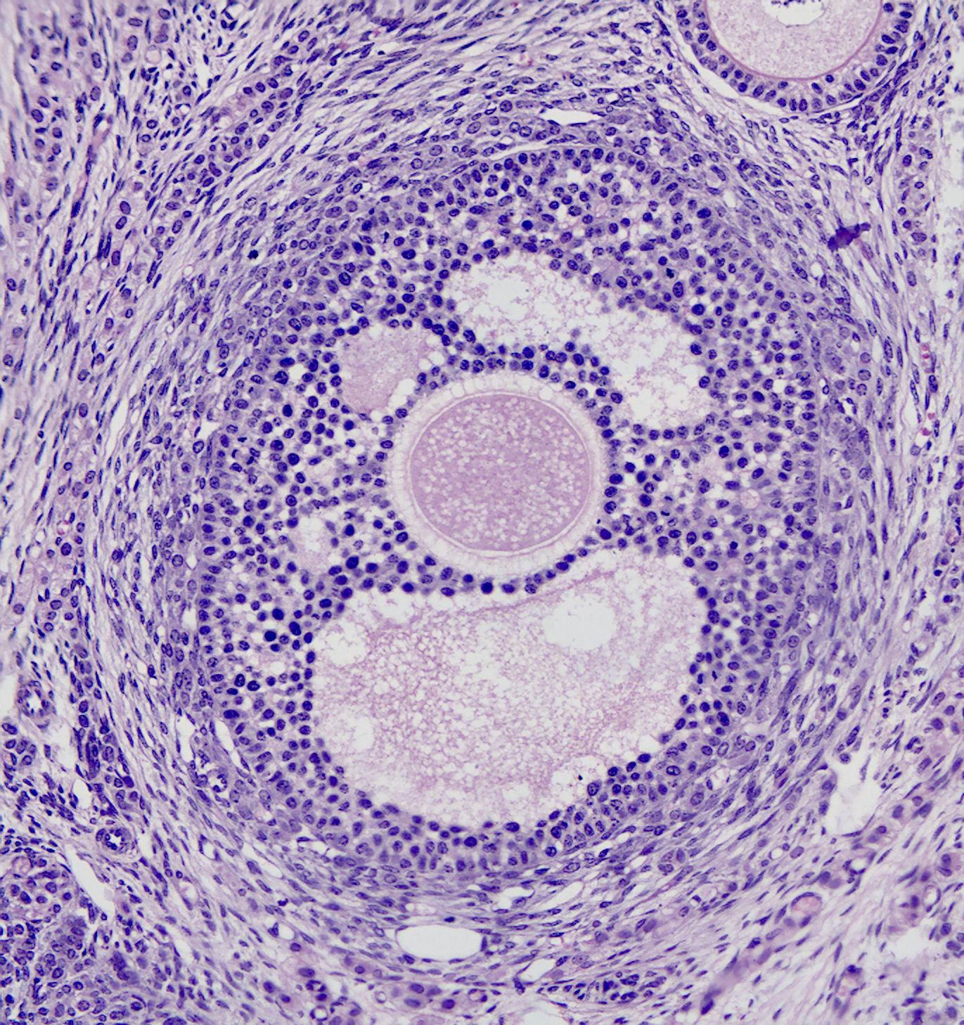 吃什么东西能修复人体受损细胞 412cb5334ae2b477501ca07358938161_r.jpg