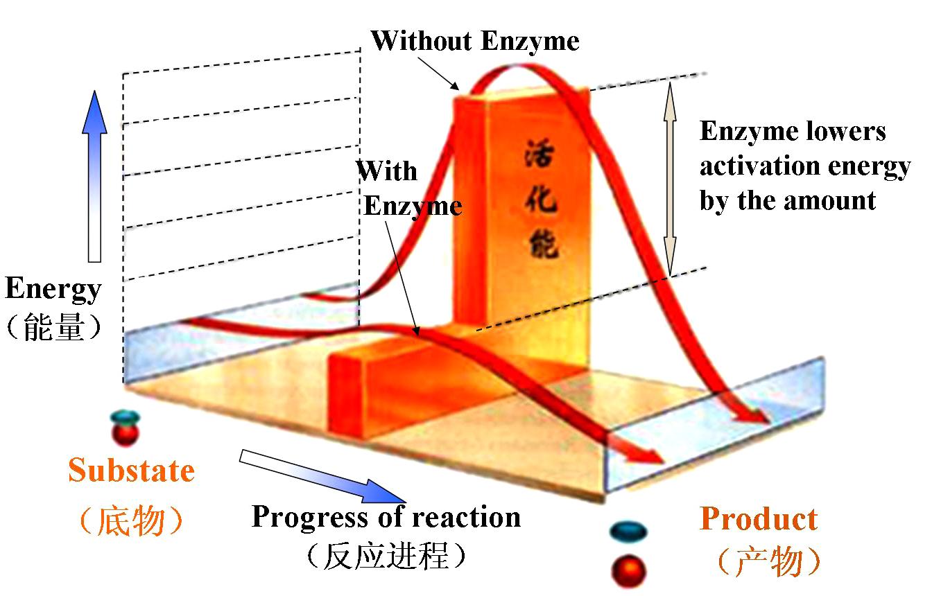 酶为什么是催化剂