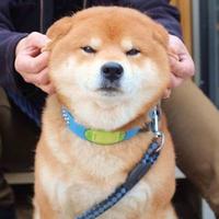 Zhihu profile picture for @sonnets