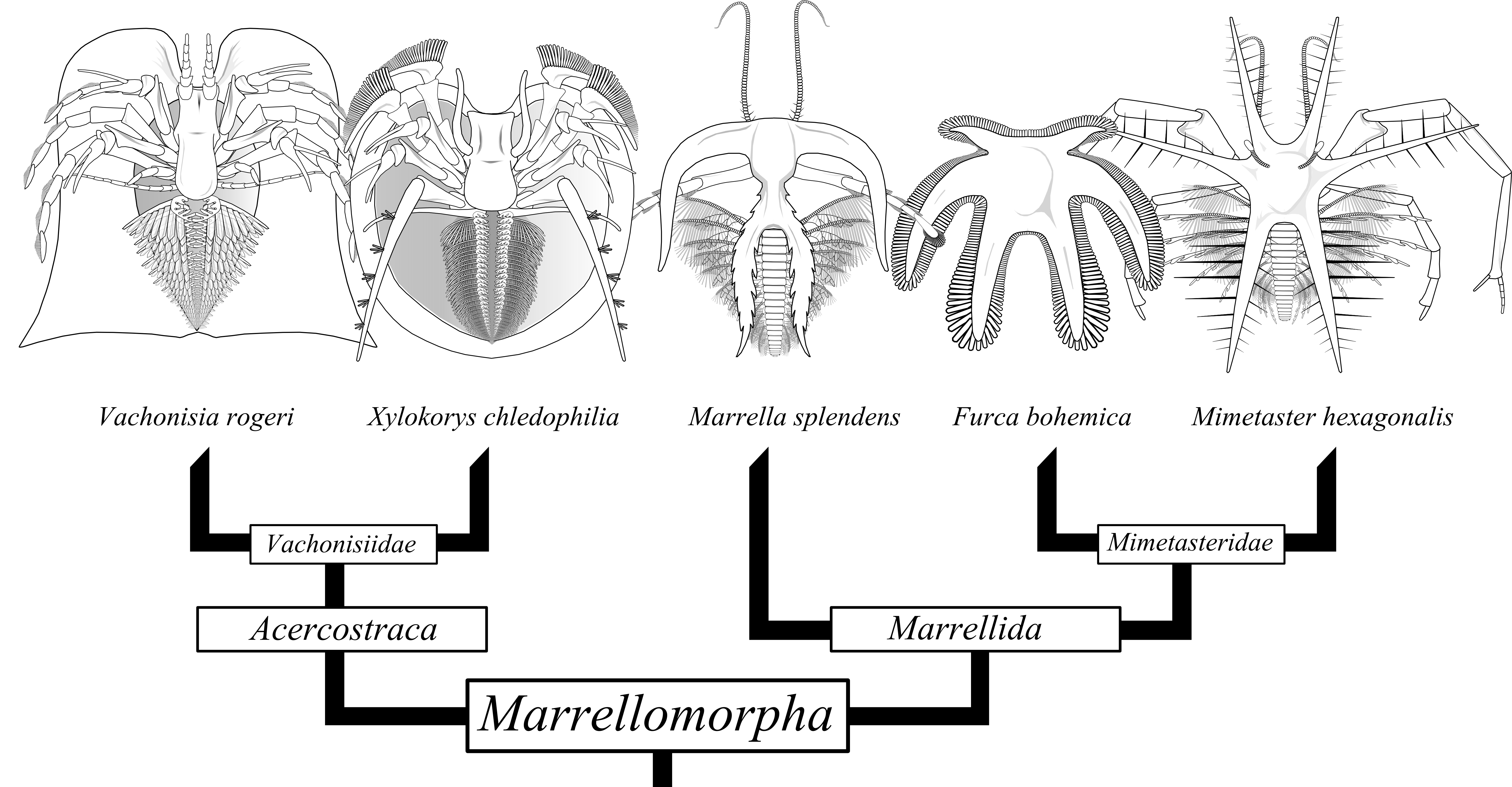 三叶虫腹面长什么样