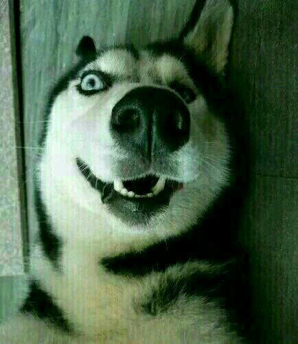 林二哈的抖音 425a01e7990c7762ba5e6caf47456e06_r.jpg