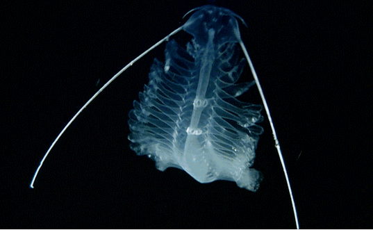 有哪些奇特的海洋生物? - 知乎