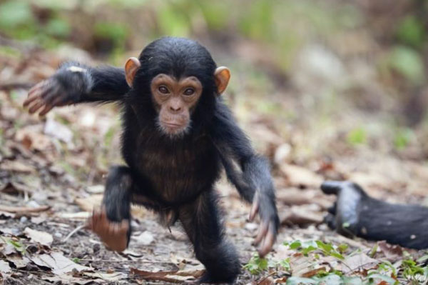 为什么小孩走路总要蹦蹦跳跳的,大人就不那么走?