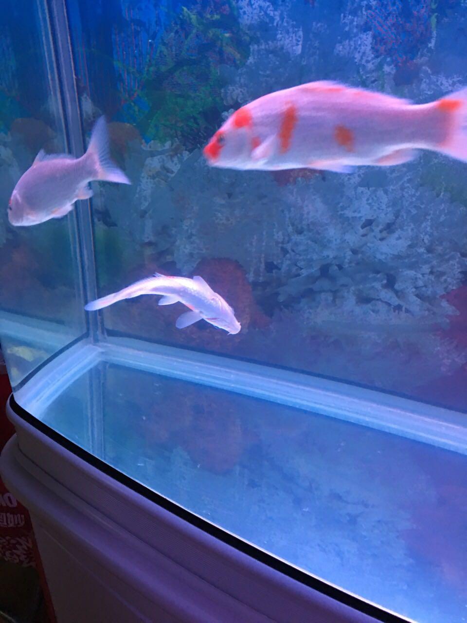 怎么养小鱼不死 44091b44b37b3f1eed9b7c025a7cc0cc_r.jpg