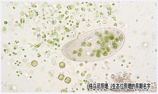 俄罗斯人格乌司,将一种叫双小核草履虫和一种叫大草履虫的生物,分别