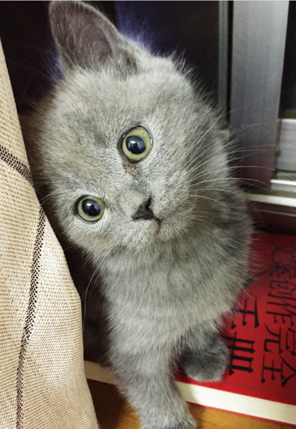 我喜欢养土猫老婆喜欢养英短 到底 那种好啊?