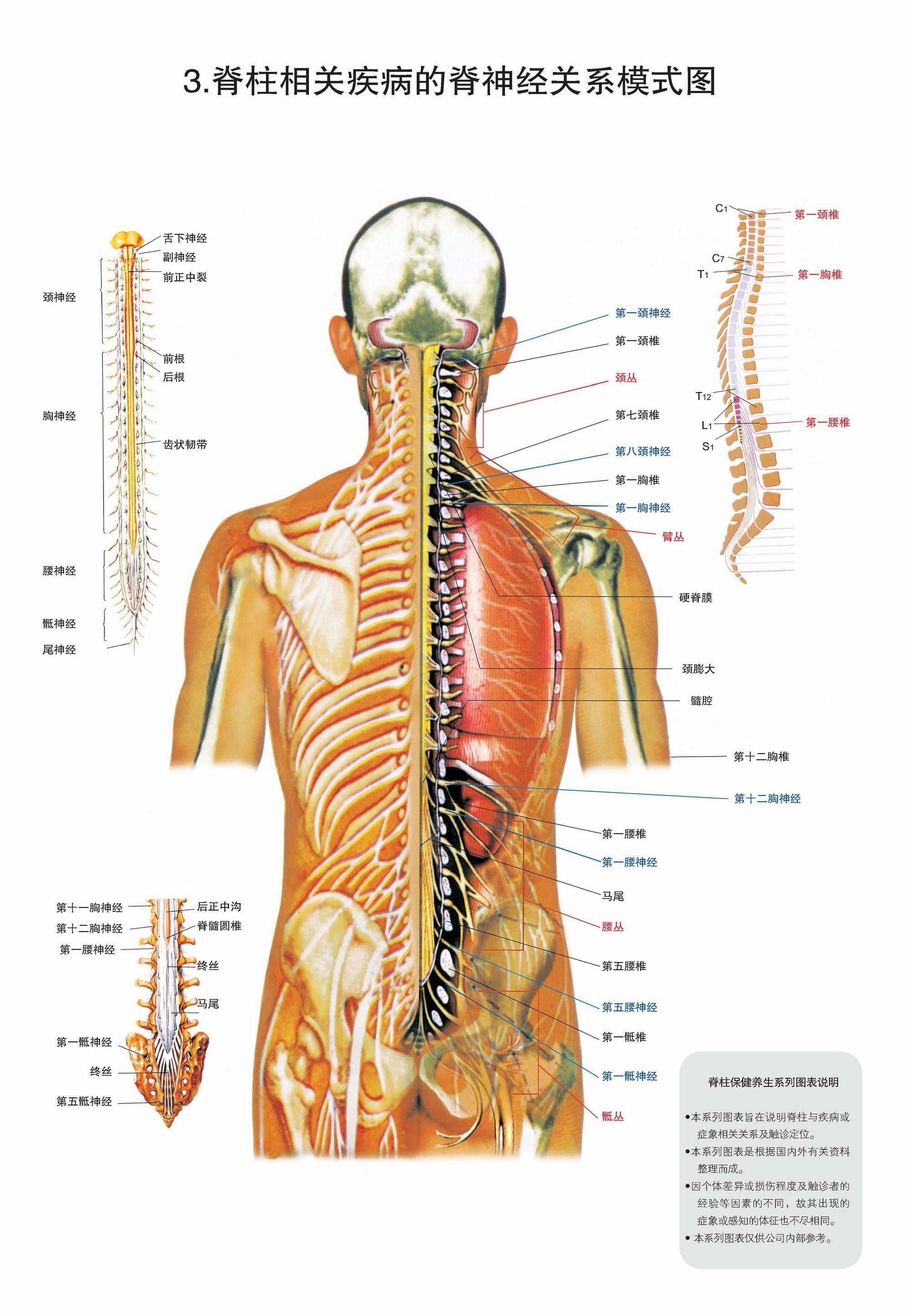 人体脊柱各个节段分别对应人体的那些器官与功能? 