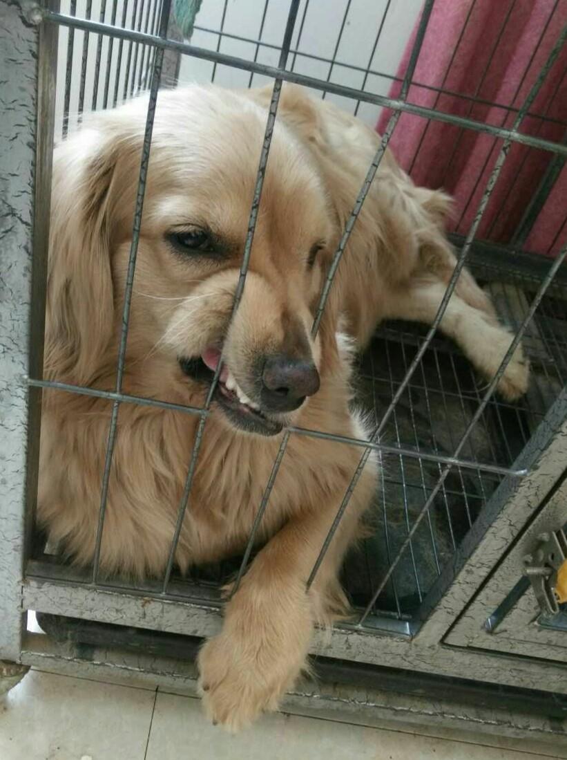 花 8000 元买柴犬,我是不是冲动了?