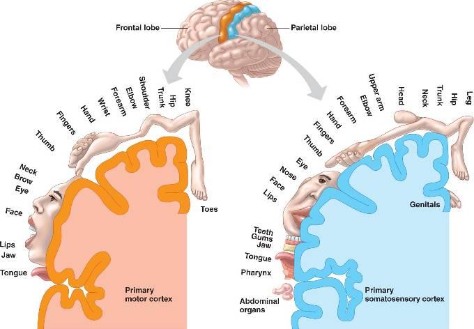 脑科学界著名的「感观侏儒(sensory homunculus)图」是如何得出的? - 知乎