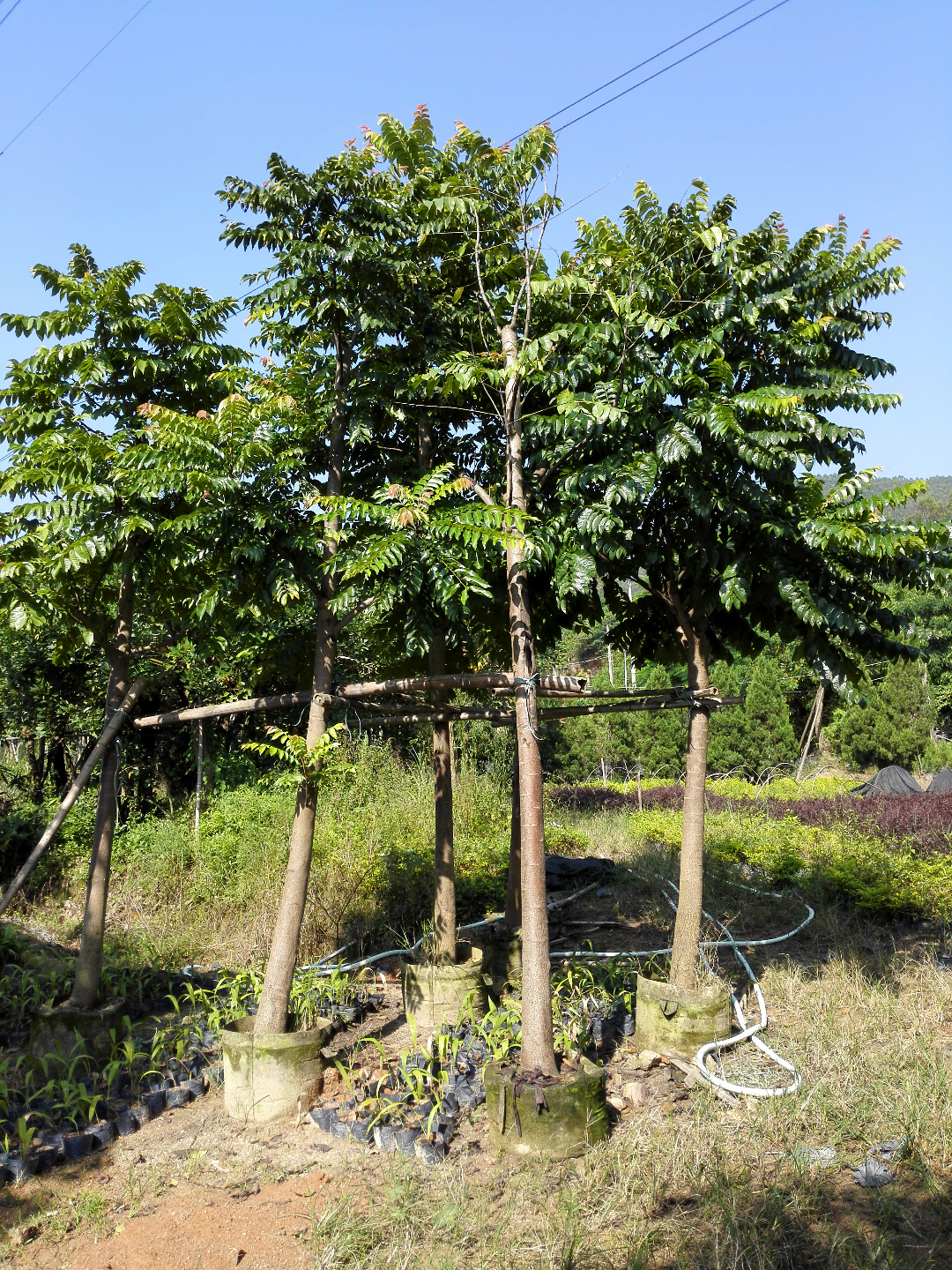 麻炼树的详细信息