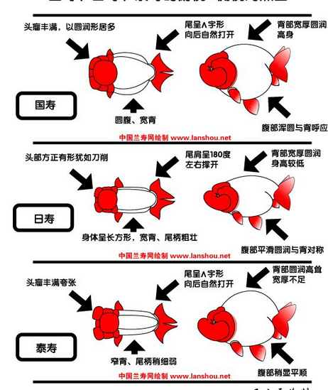 知乎上的明教教主朱无忌是何许人也