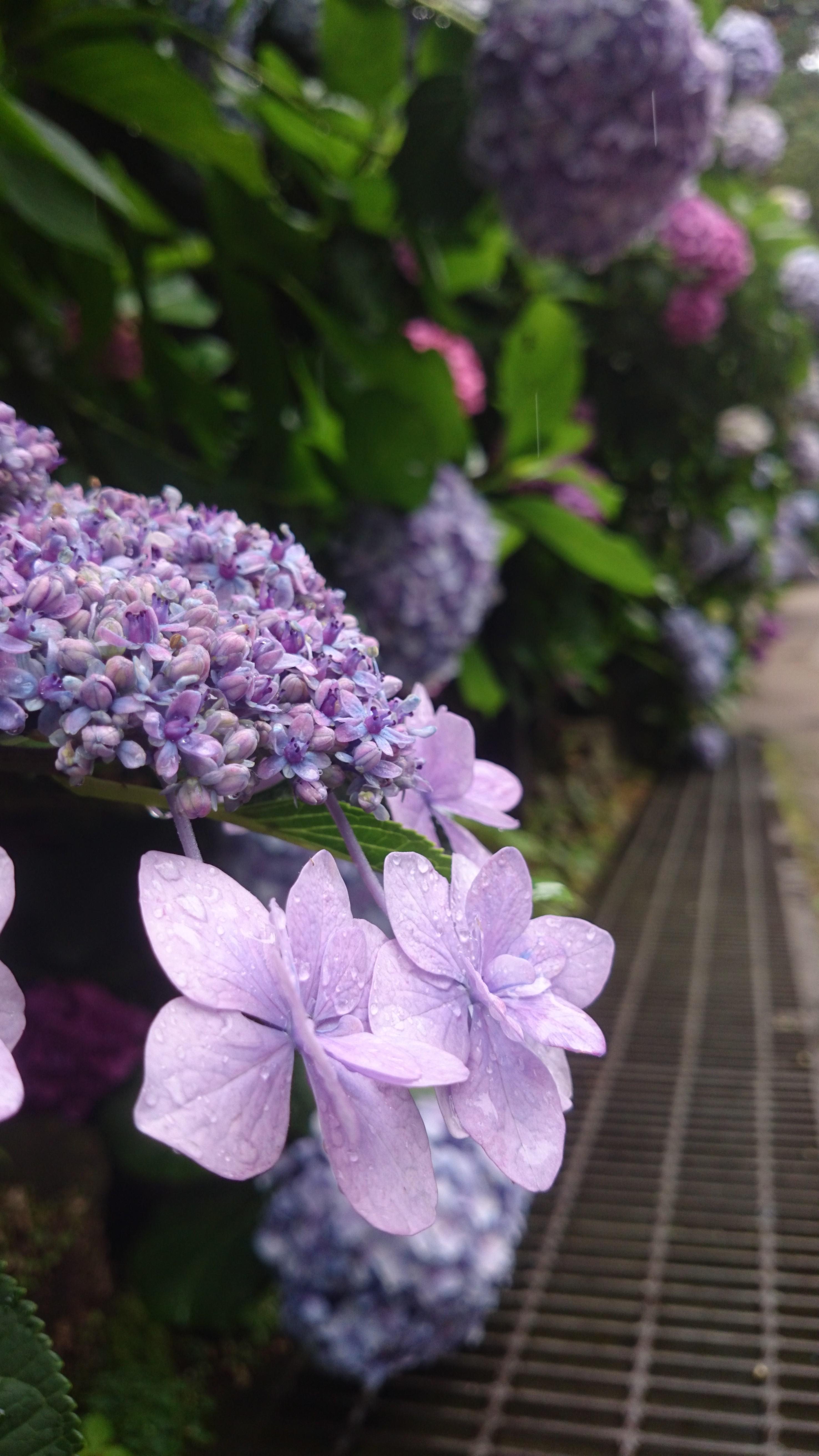 去日本哪里看绣球花最好? 