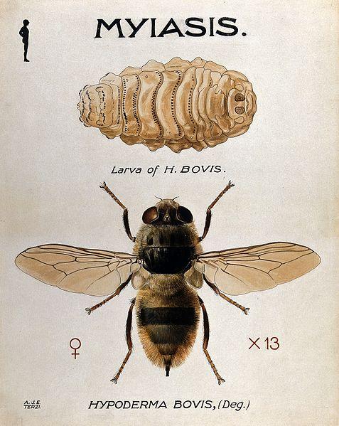 图片来源:ox warble-fly(hypoderma bovis)尽管皮蝇没找着,也偶遇了