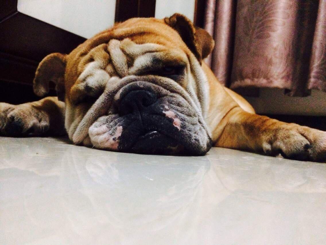 养什么狗好? - 朱Aaron 的回答 - 知乎