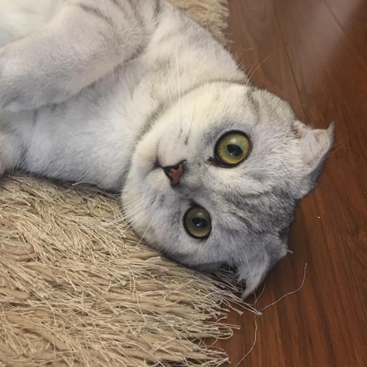 猫咪总喜欢咬人怎么办?