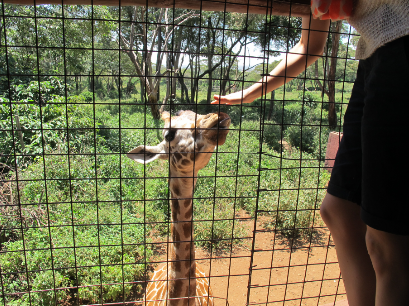 到非洲旅行带 8 岁小朋友同行有哪些需要注意的事项?