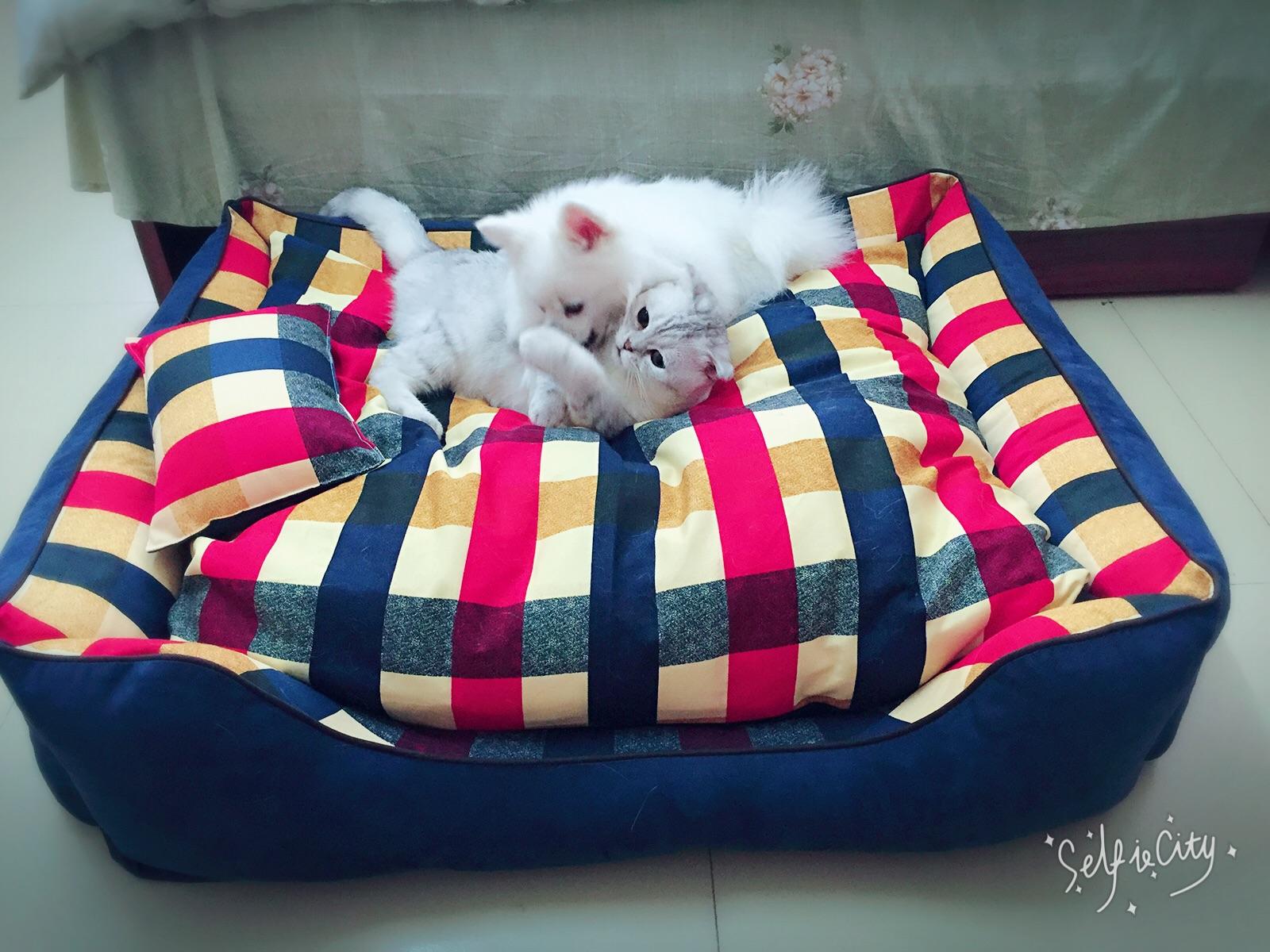 为什么狗打不过猫? - 韩家小野的回答 - 知乎