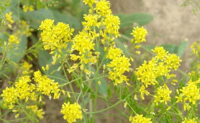 有种浓眉的乌斯曼草据说全世界只有新疆的地貌气候条件才适合其生长并