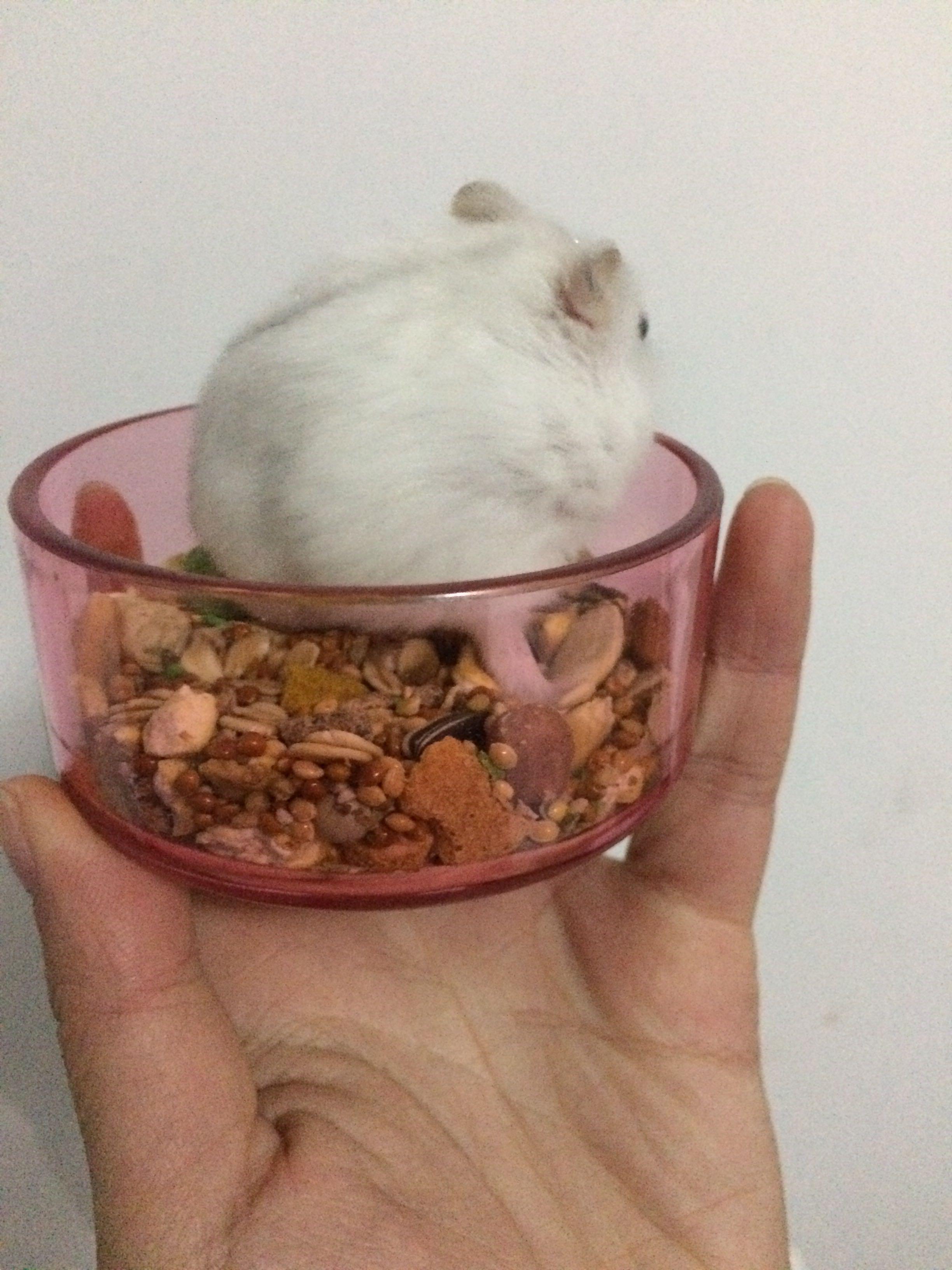 仓鼠眼中的人类世界是什么样的? - 知乎