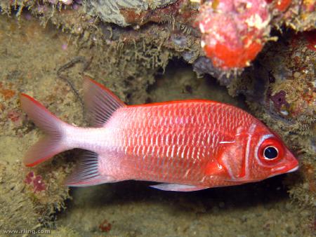 红色大眼睛尖脸的海鱼叫什么? - 知乎