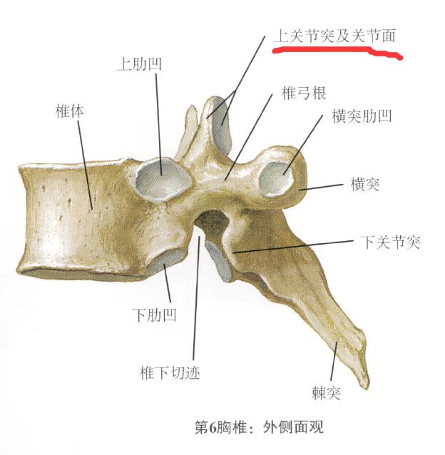 脊椎中关节突的关节面呈冠状位或者矢状位是什么意思?