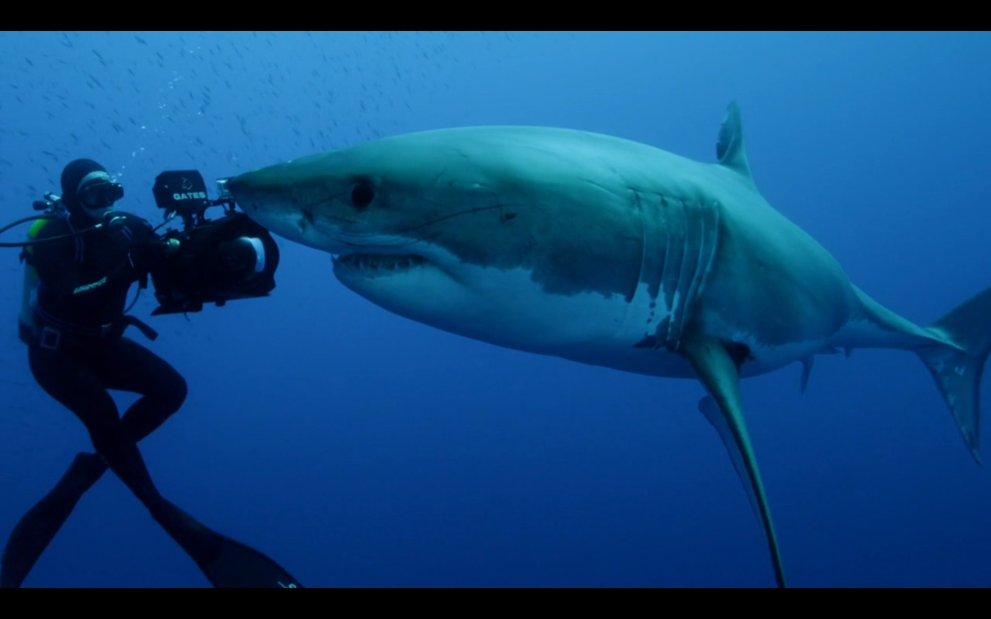 职业冲浪运动员比利·肯珀在著名的大白鲨巨浪冲浪休息时乘坐巨浪图片下载 - 觅知网