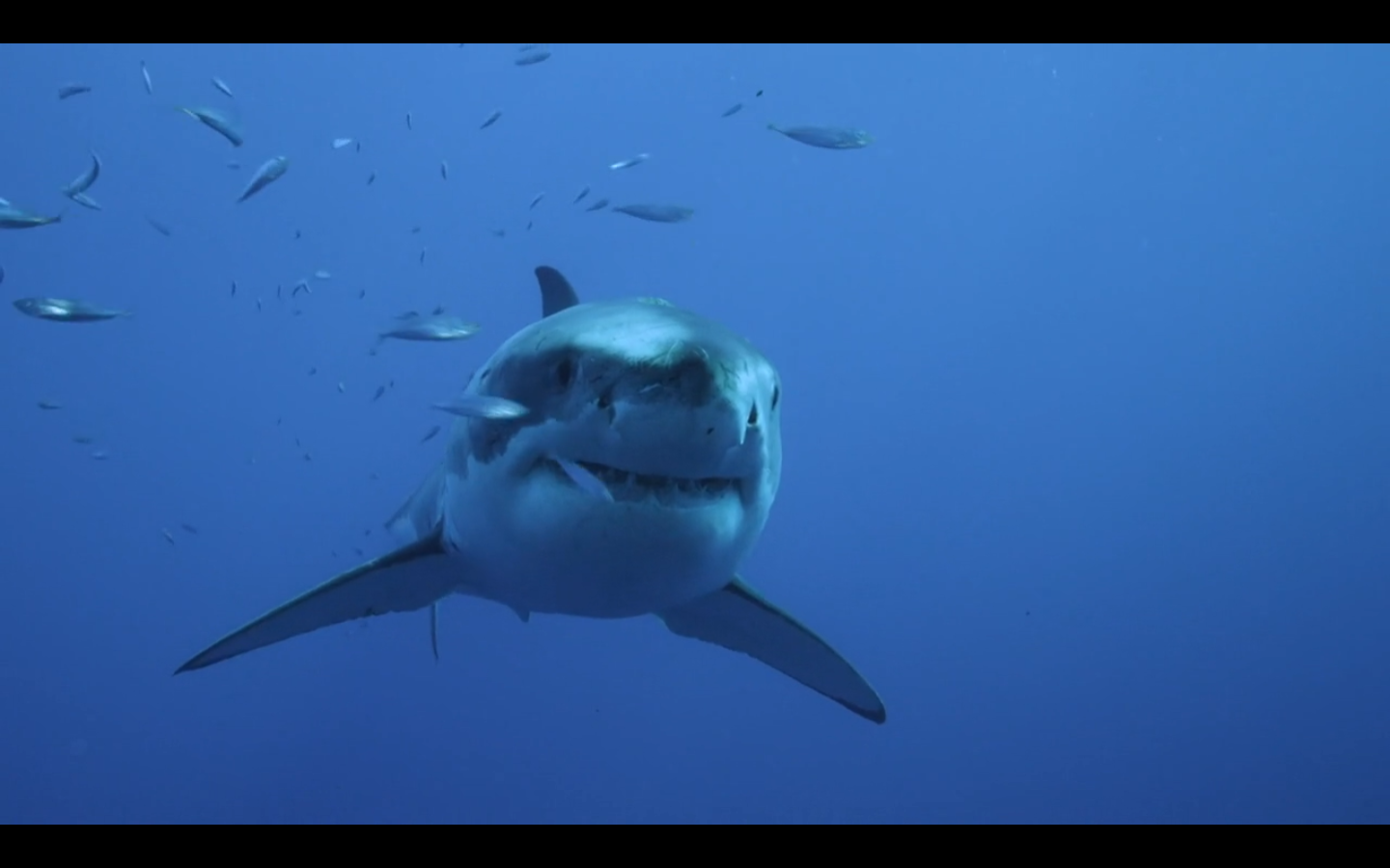 【独目·实况】猎鲨：鲨鱼！虎纹鲨鱼!_哔哩哔哩_bilibili