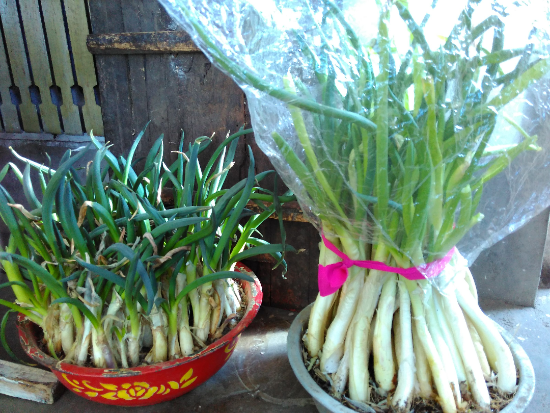 【花式种植 × 拿捏冬日】—— 诺尔小香葱系列推介 - 进口种子|大葱种子|蔬菜种子|诺尔种苗