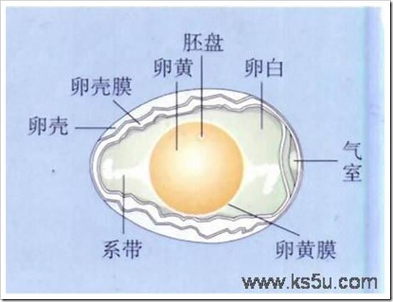 疯狂晃动鸡蛋,煮熟后便得到了一个黄金鸡蛋,这是真的吗? - 知乎