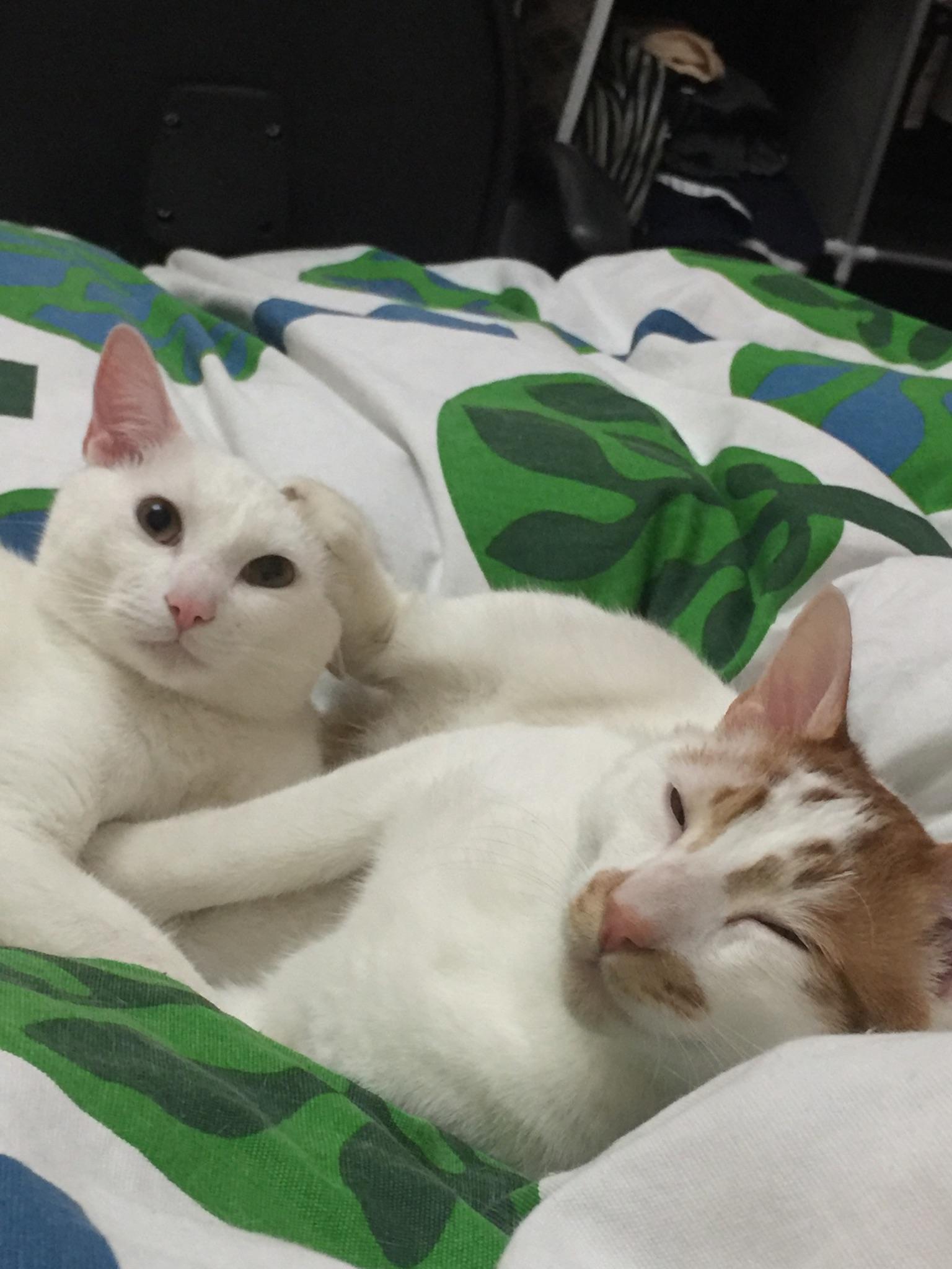 有哪些性价比很高的猫玩具? - 知乎用户的回答